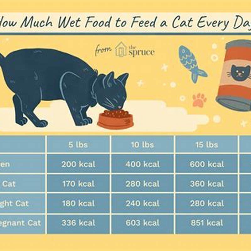 Should I feed my cat wet food everyday? DIY Seattle