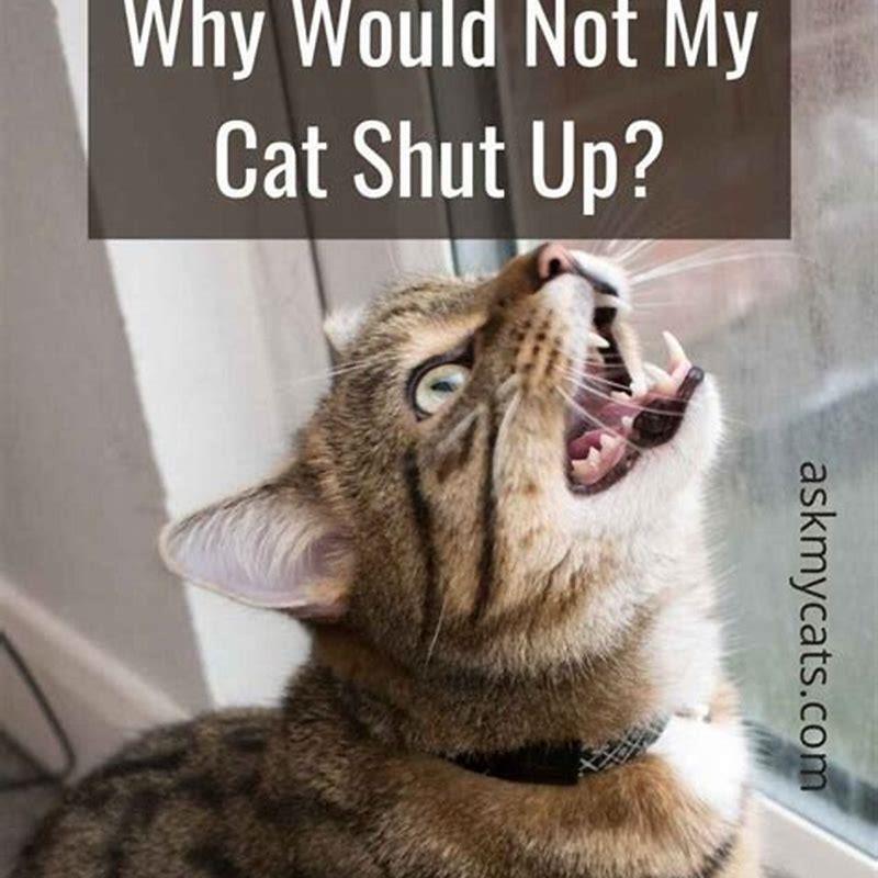 should-i-ignore-my-cat-meowing-diy-seattle