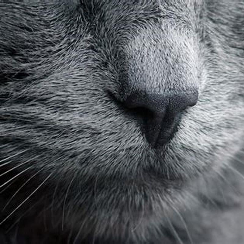 should-i-let-my-cat-chase-a-mouse-diy-seattle