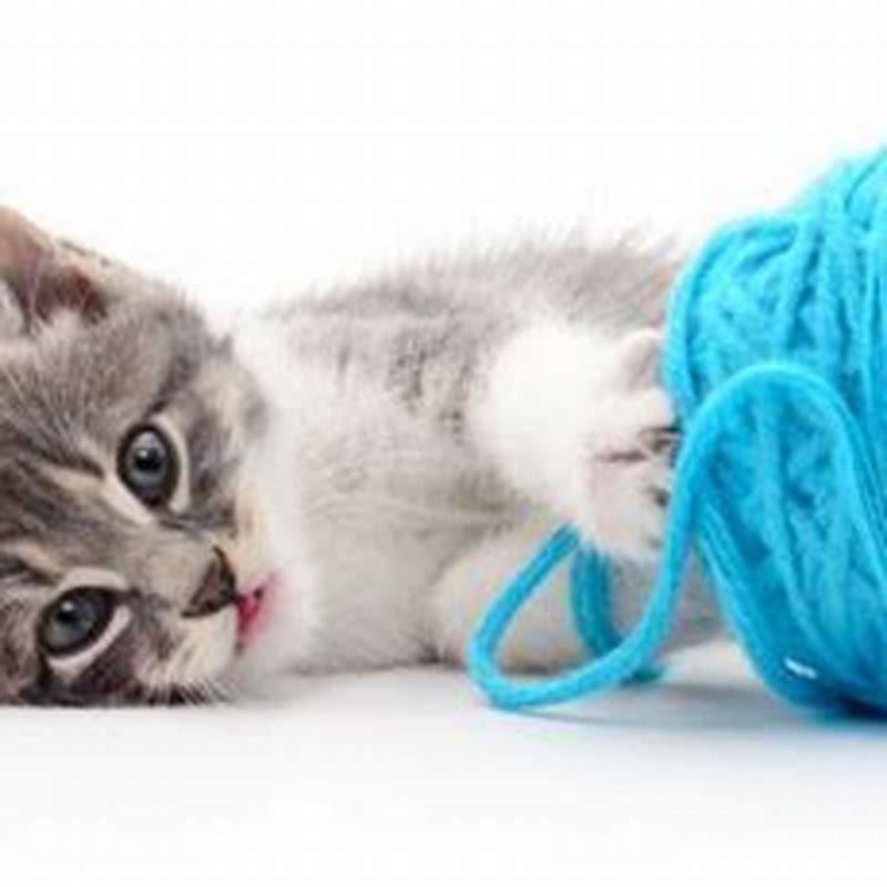 Should I let my cat play with string?