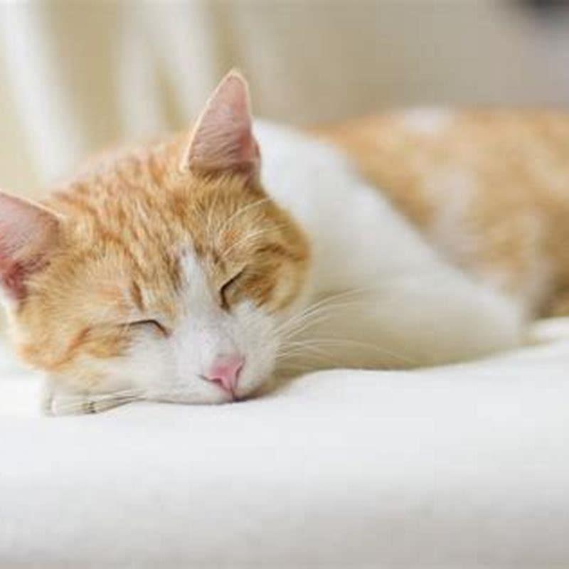 Should I let my cat sleep all day?