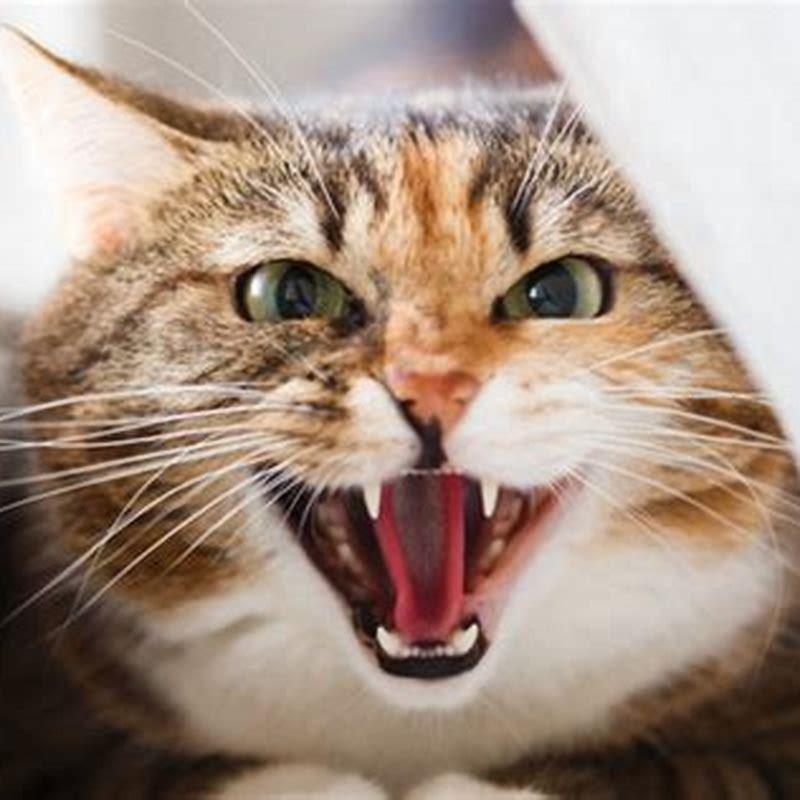 Should I let my cats growl at each other? - DIY Seattle