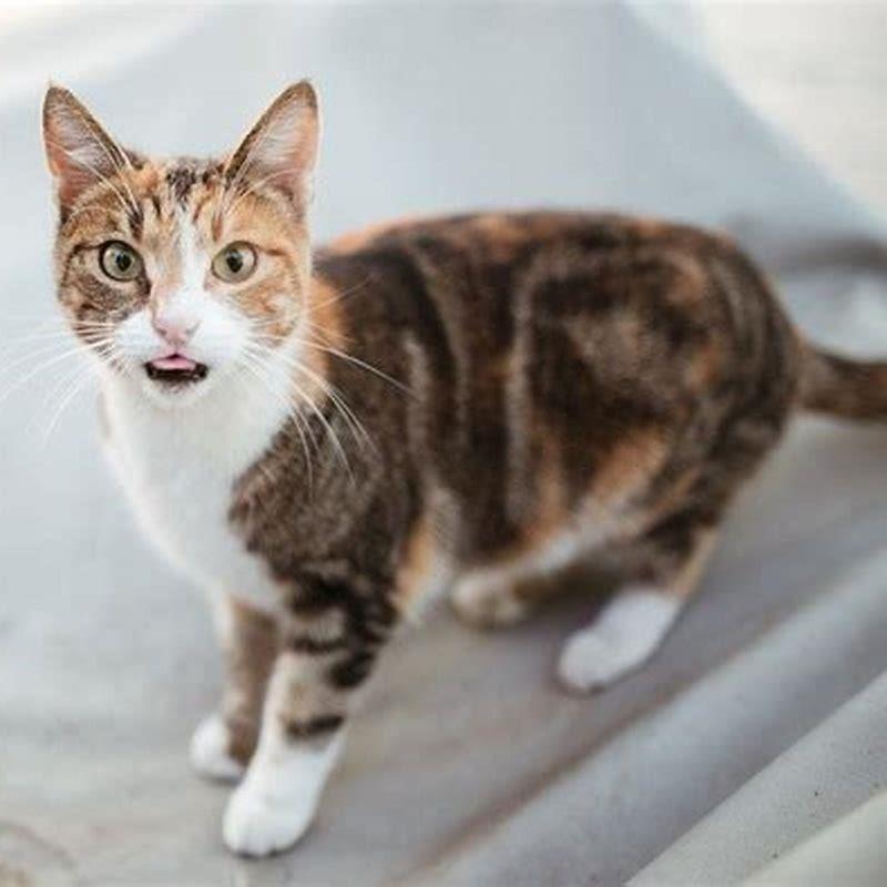 Should I put my senile cat down?