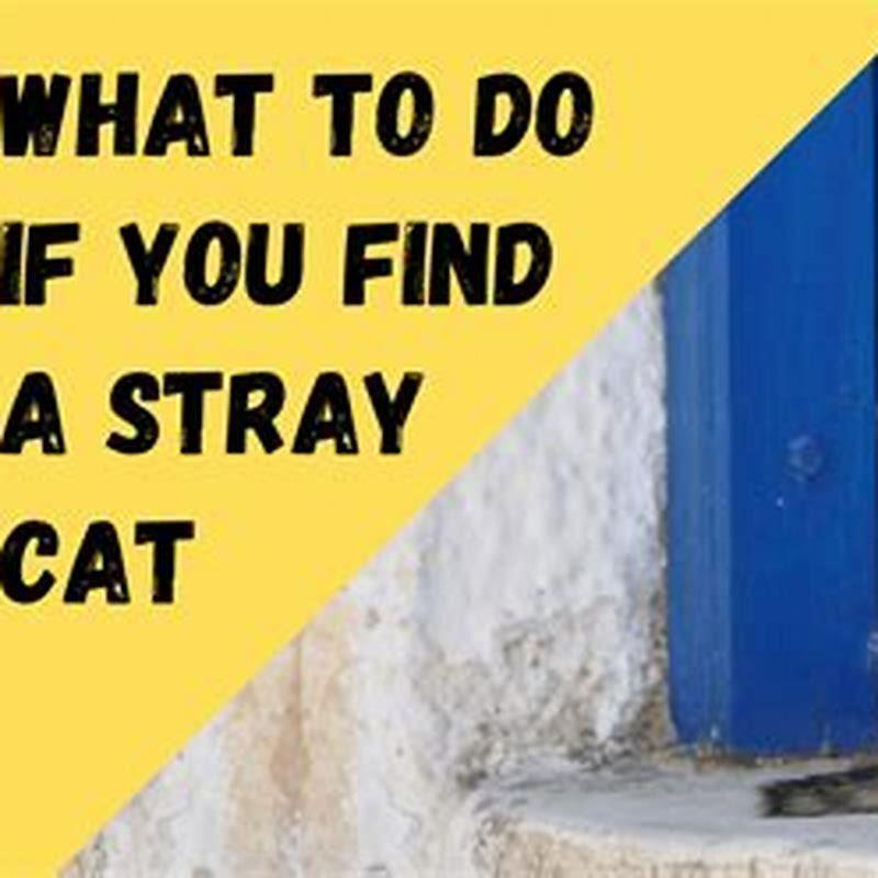 Who To Call To Pick Up Stray Cats Oahu