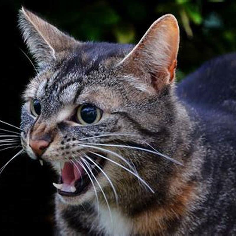 Should you hiss back at your cat?