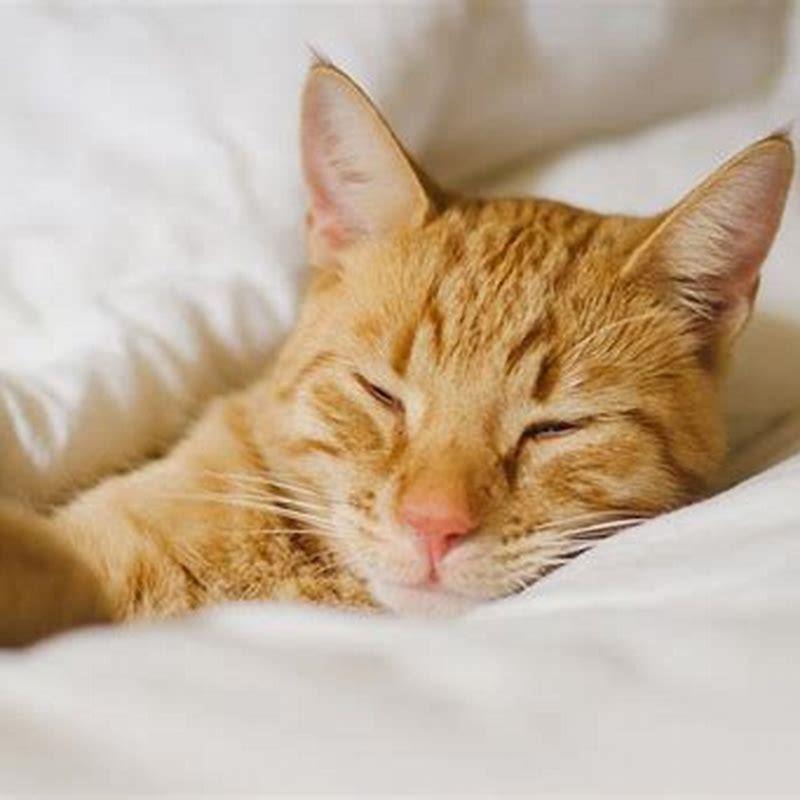 Should You Let Your Cat Sleep In Your Bedroom Diy Seattle