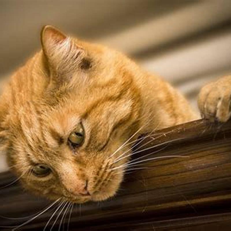 Should you wake a dreaming cat?