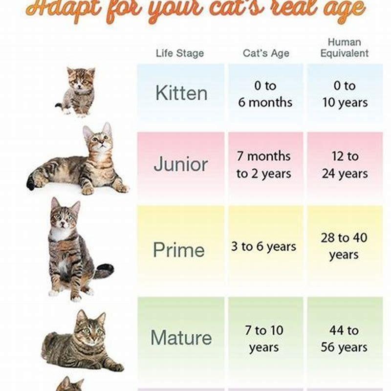 What age do cats die at?