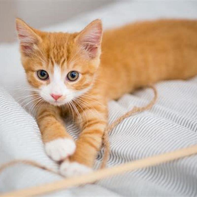 What age is considered a kitten?