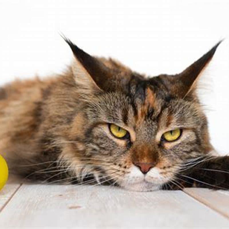 What annoys a cat the most?