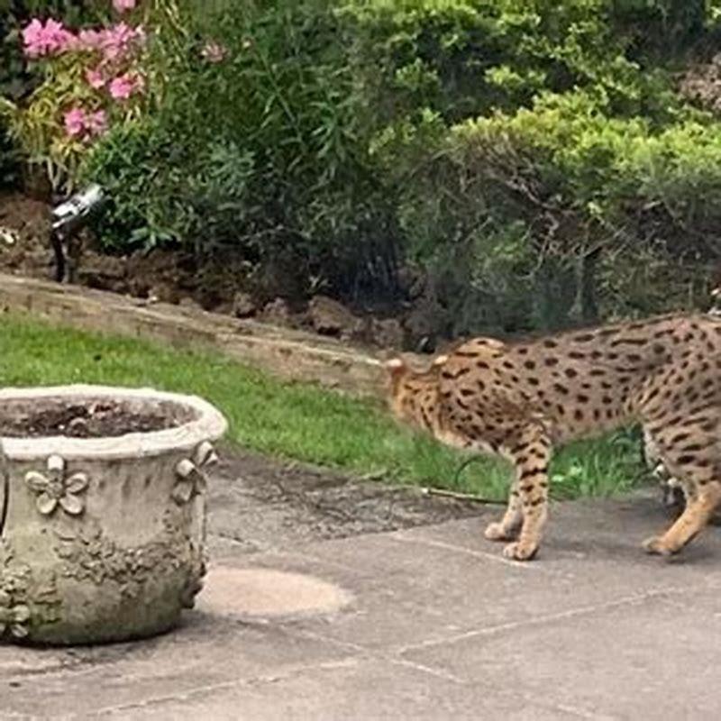 what-are-big-cats-called-diy-seattle