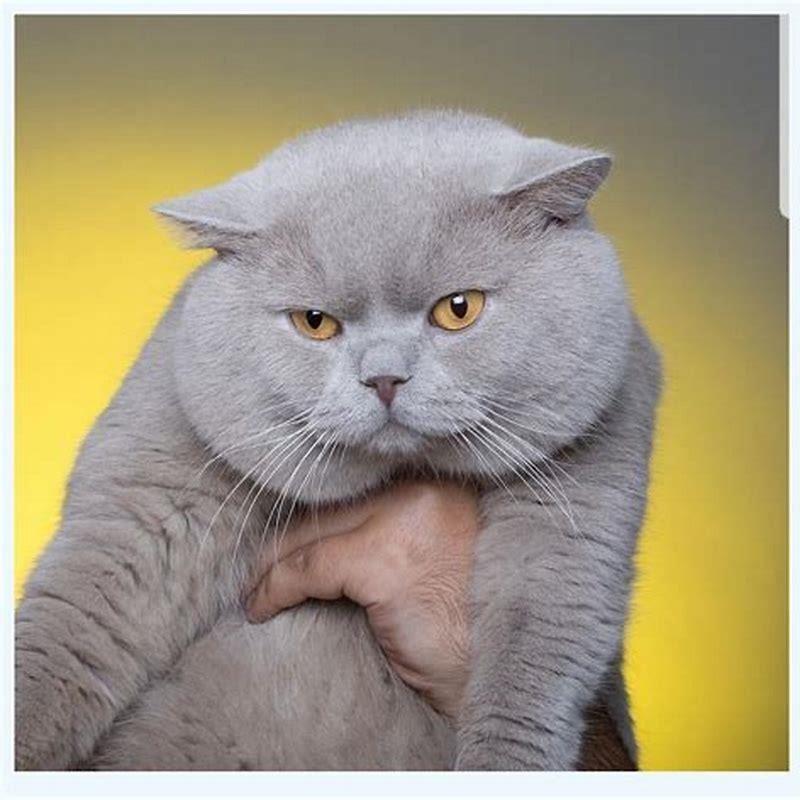 What are British shorthair cats known for? - DIY Seattle