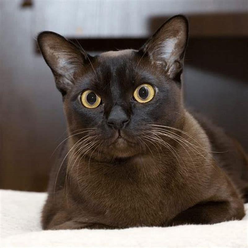 What are Burmese cats like as pets? - DIY Seattle