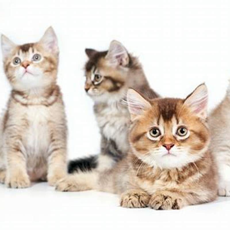 What are cats called cats?