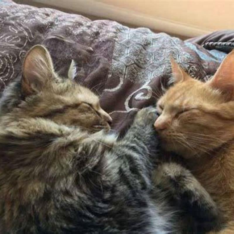 what-are-cats-doing-when-they-kiss-diy-seattle