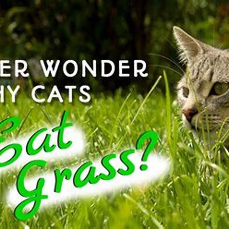 what-are-cats-lacking-when-they-eat-grass-diy-seattle