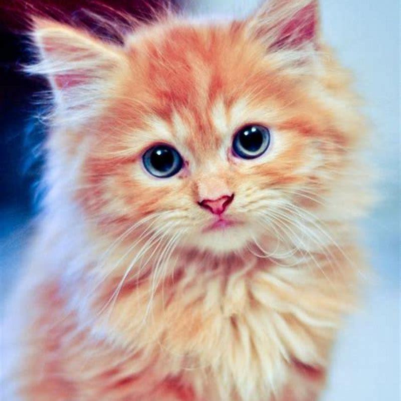 What Are Fluffy Tabby Cats Called DIY Seattle