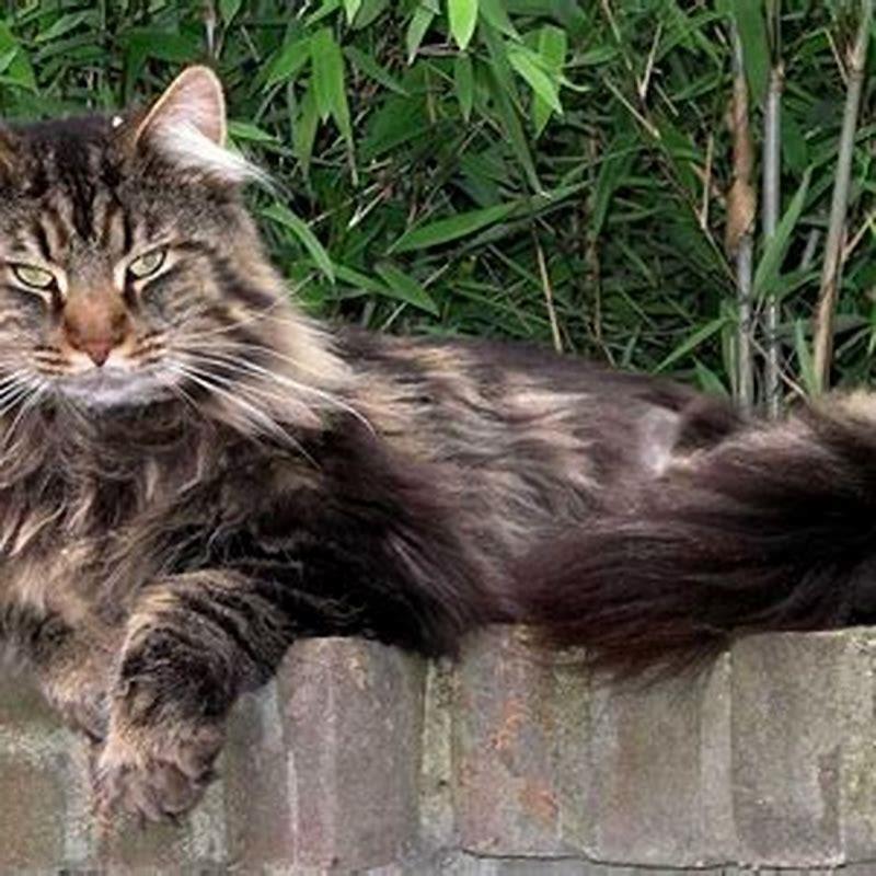 What are Maine Coons mixed with?