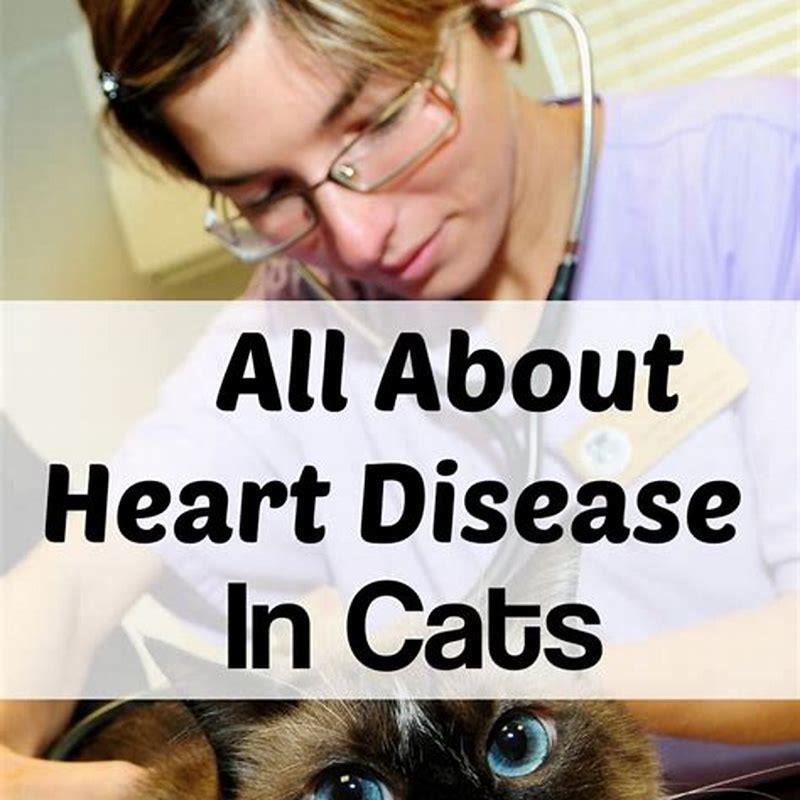 what-are-signs-of-heart-problems-in-cats-diy-seattle