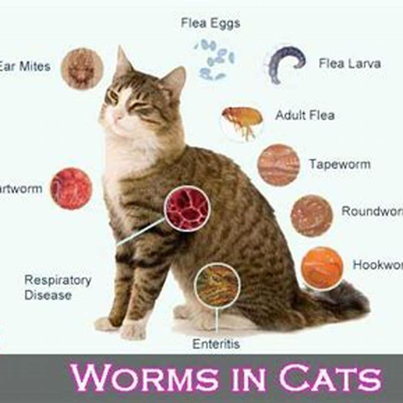 what-are-signs-that-a-cat-has-worms-diy-seattle