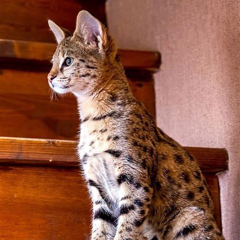 What are the characteristics of a Savannah cat? - DIY Seattle