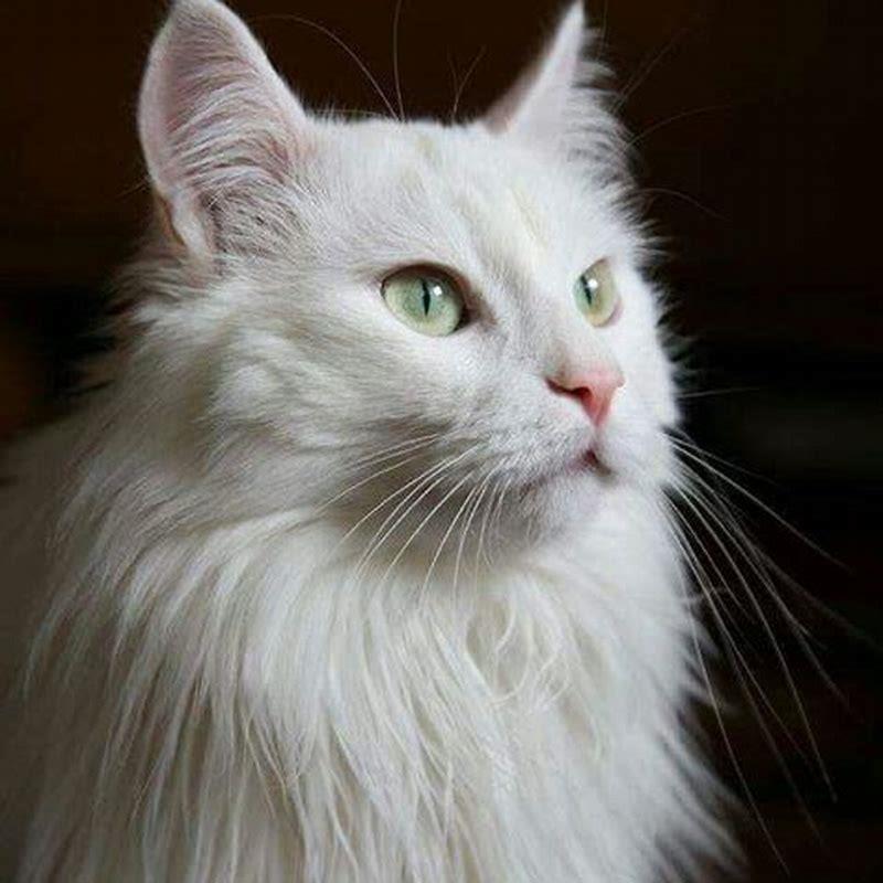 What are the characteristics of a Turkish Angora cat? - DIY Seattle