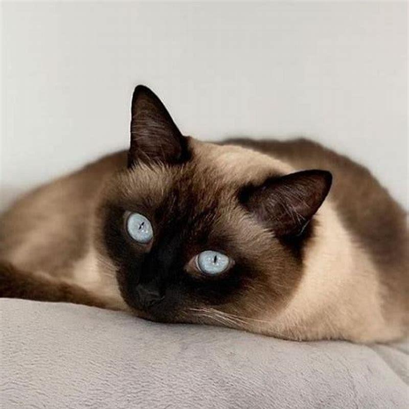 What are the cons of Siamese cats?