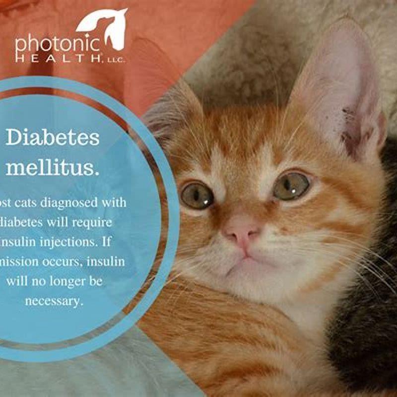 What are the final stages of diabetes in cats?