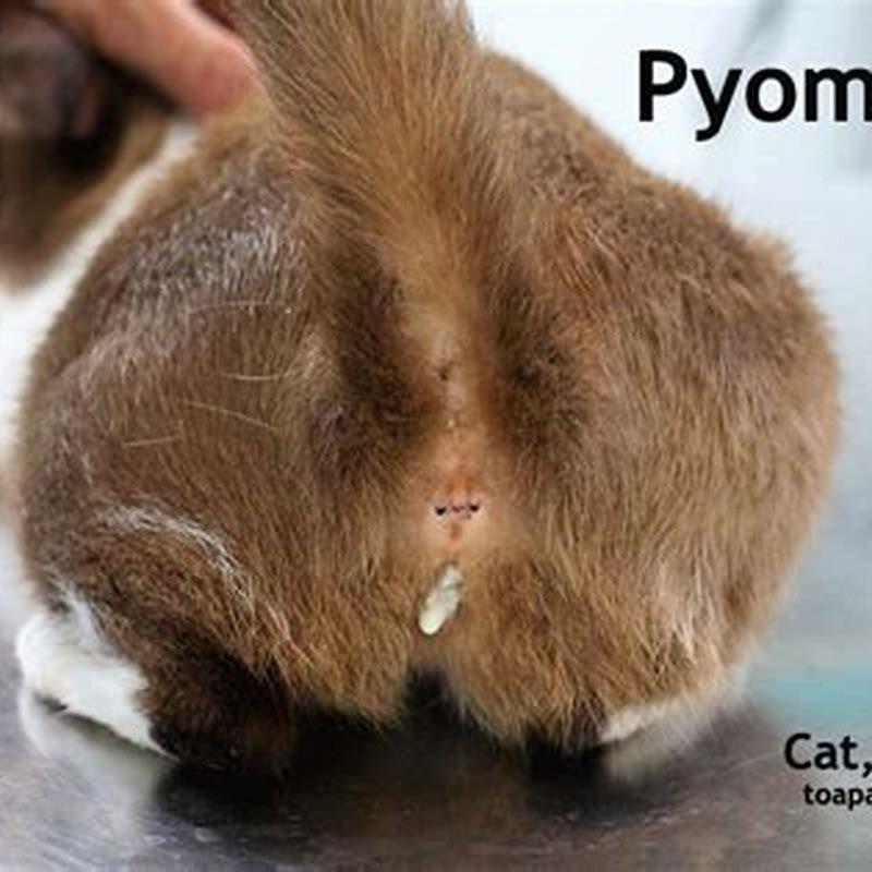 What are the first signs of pyometra?