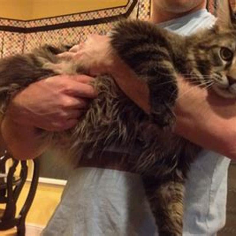 What are the giant house cats called?