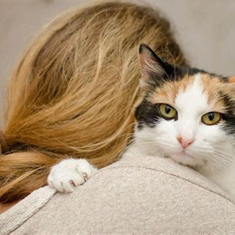 What are the most affectionate house cats?