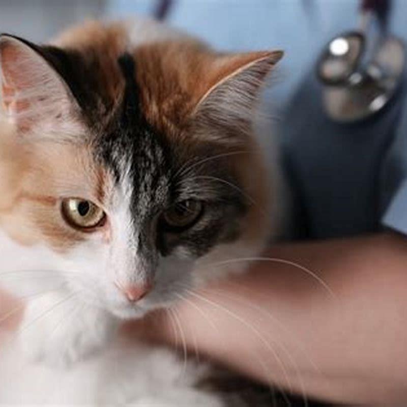 what-are-the-side-effects-of-buprenorphine-in-cats-diy-seattle