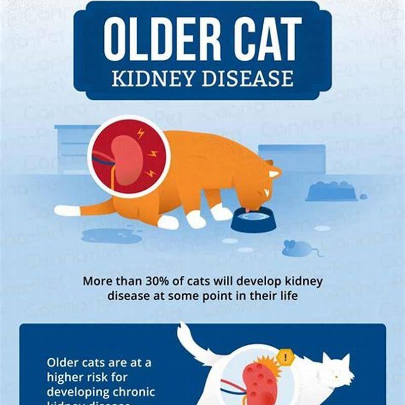 How To Tell If My Cat Has Kidney Failure