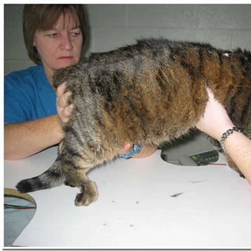 What Are The Symptoms Of A Cat Dying Of Kidney Failure