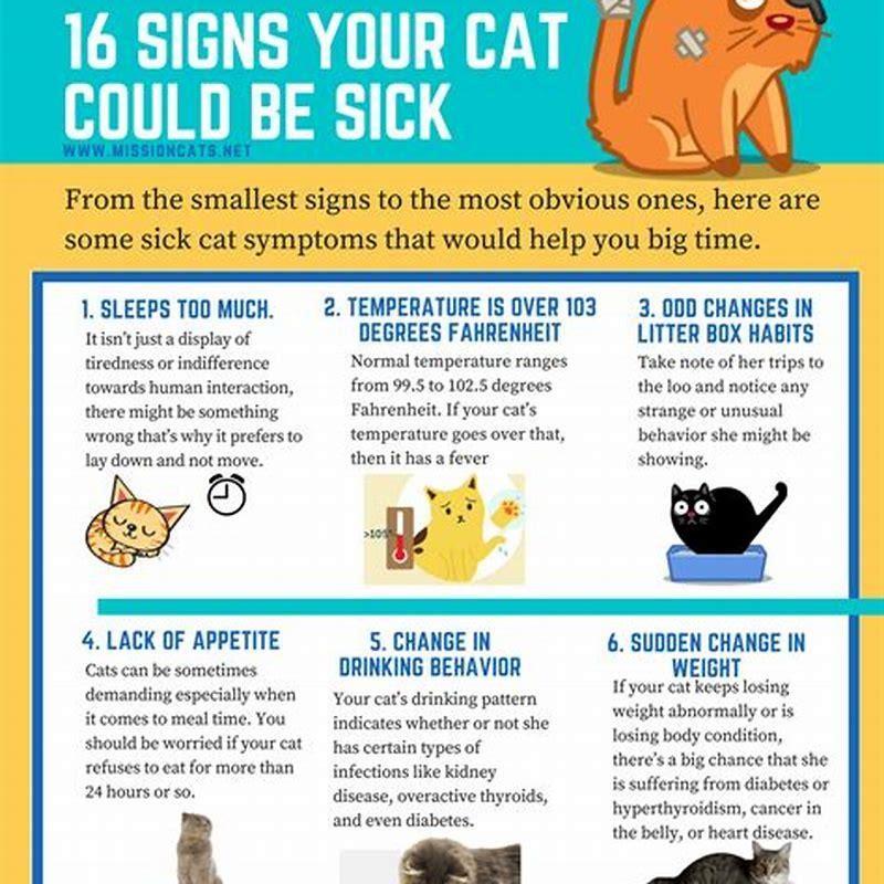 What are the symptoms of a sick cat? - DIY Seattle