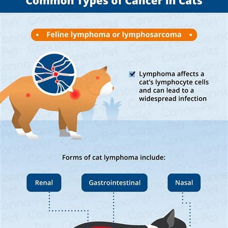 What are the symptoms of cancer in a cat? - DIY Seattle