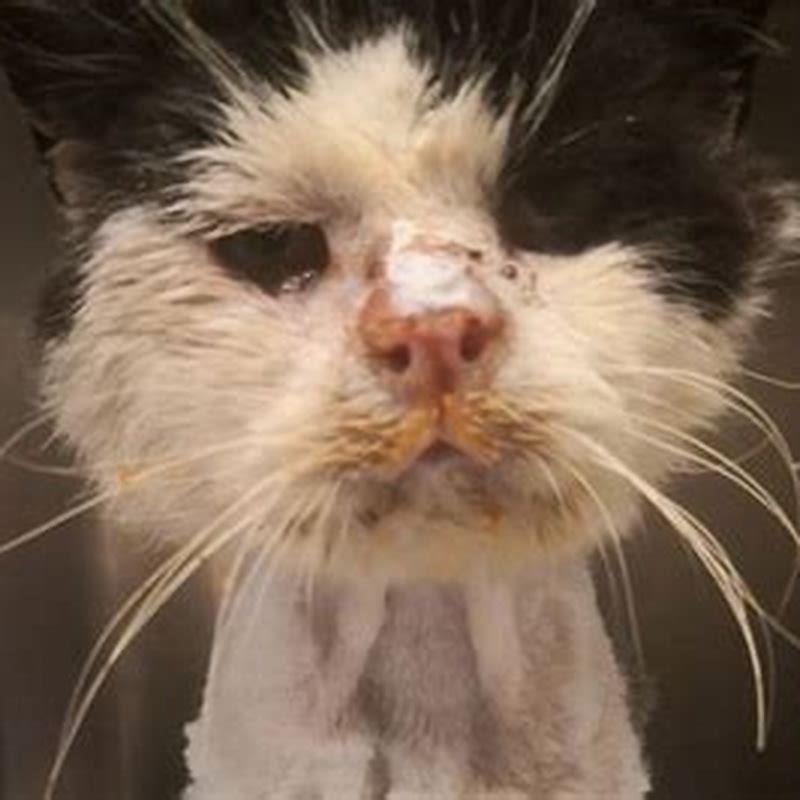 What attracts stray cats?