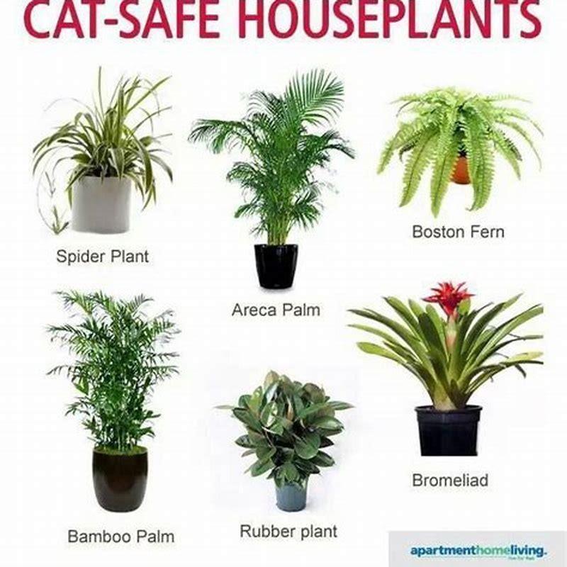 What big plants are safe for cats? - DIY Seattle