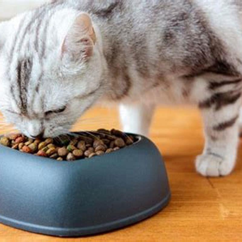 What Brand Cat Food Is Best DIY Seattle what-brand-cat-food-is-best-diy-seattle