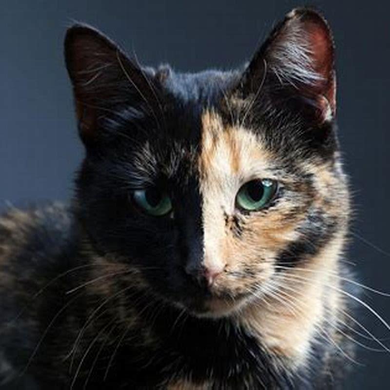 what-breed-are-tortoiseshell-cats-diy-seattle