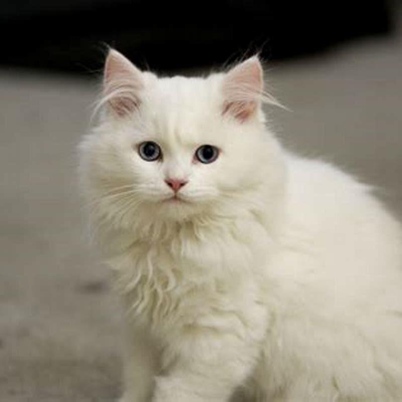 What breed is a white fluffy cat?