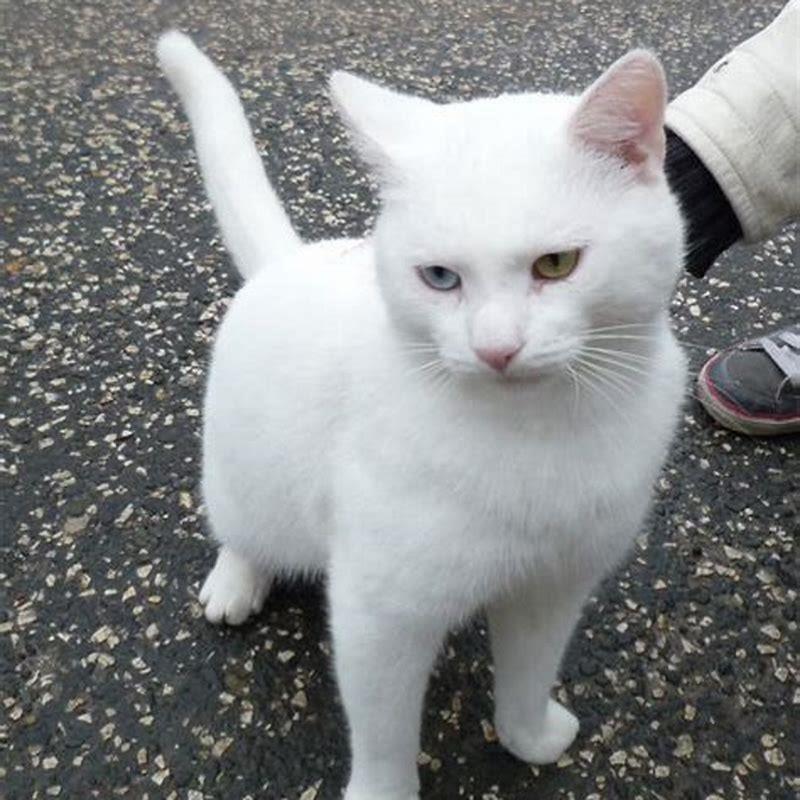 What breed of cat is all white with blue eyes?
