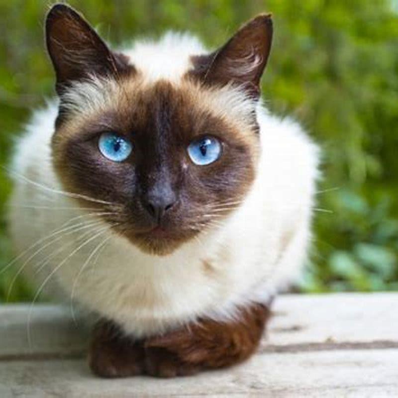What breed of cat is talkative?