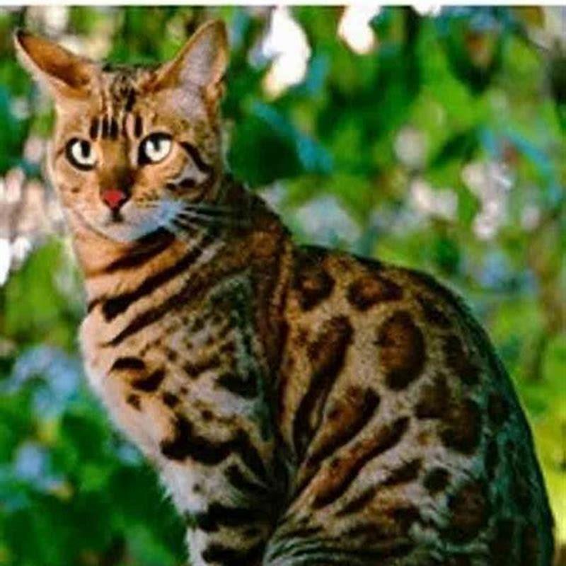 What breeds make a Bengal cat?