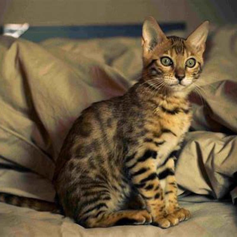 What Breeds Make Up A Bengal Cat DIY Seattle what-breeds-make-up-a-bengal-cat-diy-seattle
