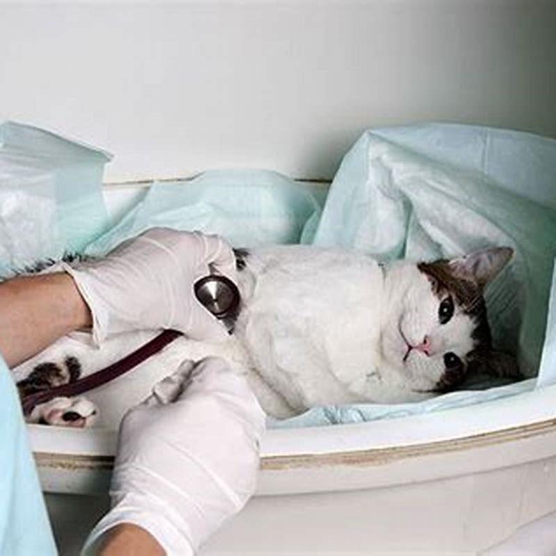 What To Give A Cat With Kidney Failure