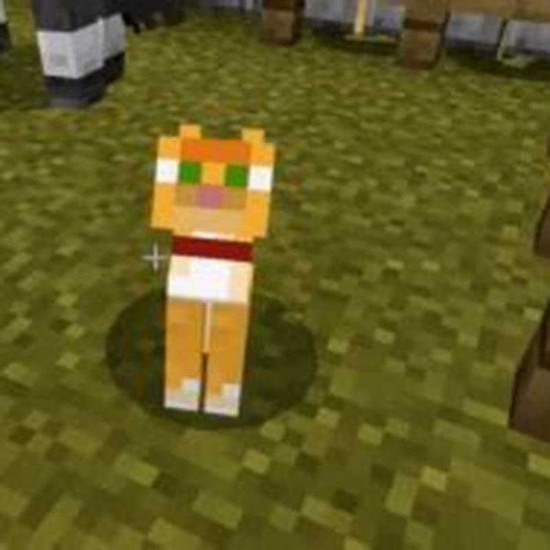 what-button-do-you-press-to-feed-a-cat-in-minecraft-diy-seattle