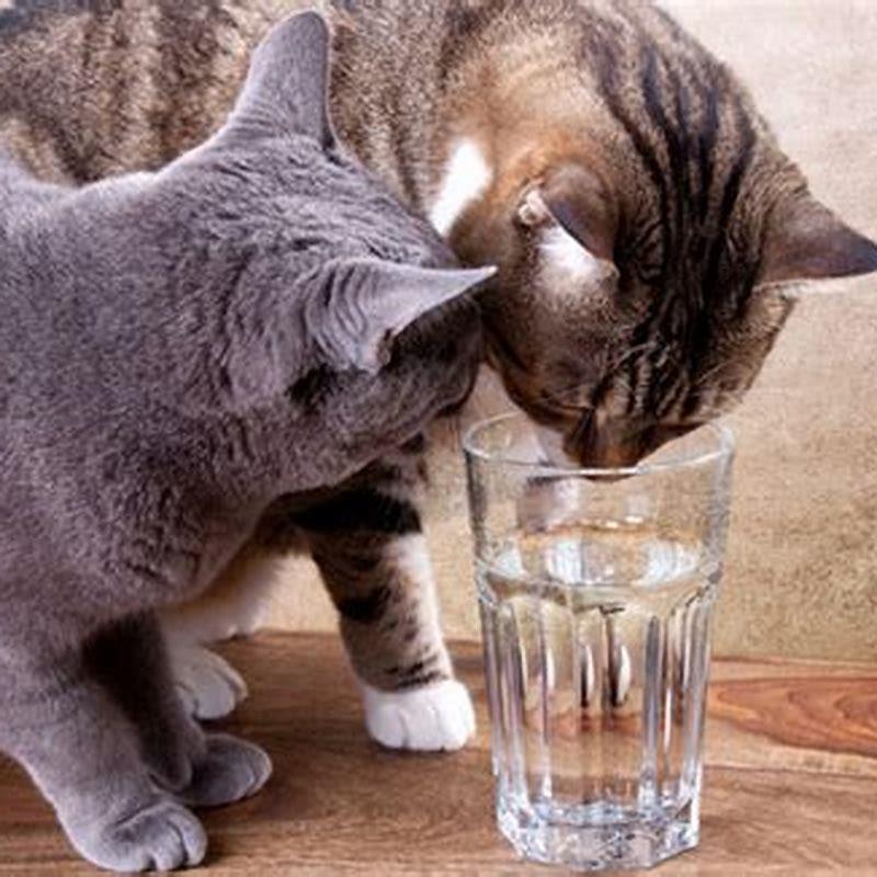 what-can-cats-drink-other-than-water-diy-seattle