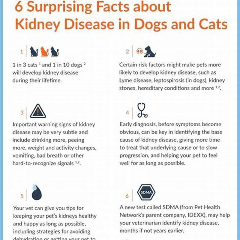 What can cause kidney disease in cats? - DIY Seattle