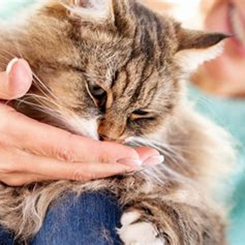 What Can I Feed My Cat Instead Of Cat Food DIY Seattle what-can-i-feed-my-cat-instead-of-cat-food-diy-seattle